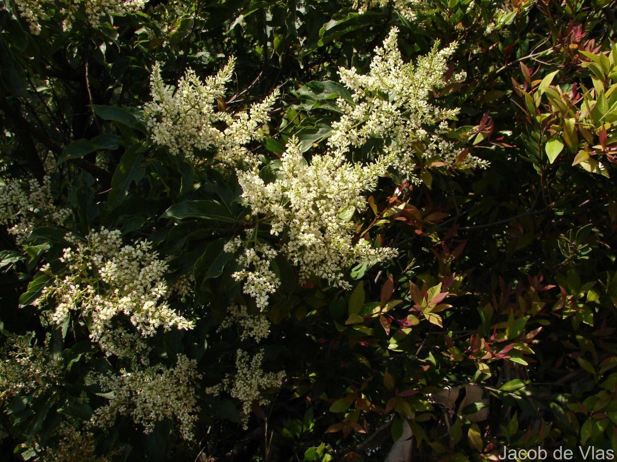 Wendlandia bicuspidata Wight & Arn.
